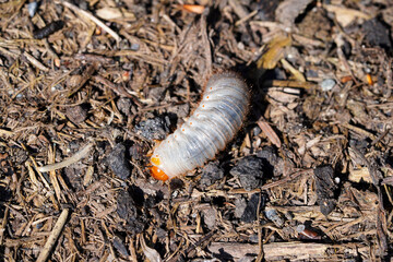 Rose chafer larva. Close up of the insect. Rose chafer grub. Pests in the garden.