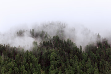 Pine forest in Italian Dolomites on a foggy summer morning