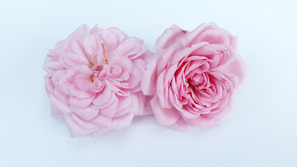 Obraz na płótnie Canvas Rose flowers on a light background. Floral elements for postcards