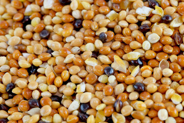 Brid food or Bird seed for backgorund and Illustration