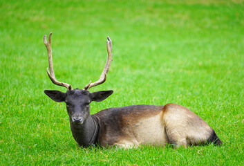 Sika deer lies on a green meadow. Animal with antlers.