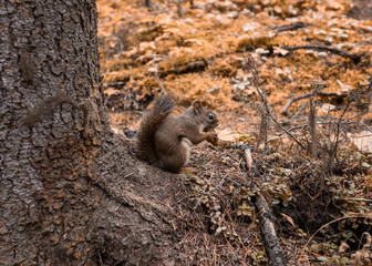 Squirrel gnawing pine cone on branch in autumn forest