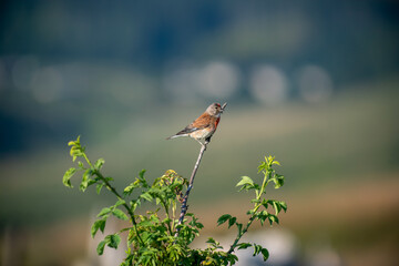 bird_mountain_1