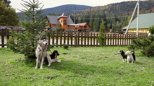 Beautiful cheerful Husky dog with little puppies enjoying sunny day outside in the mountain areas. Animals protection concept. Human best friend.