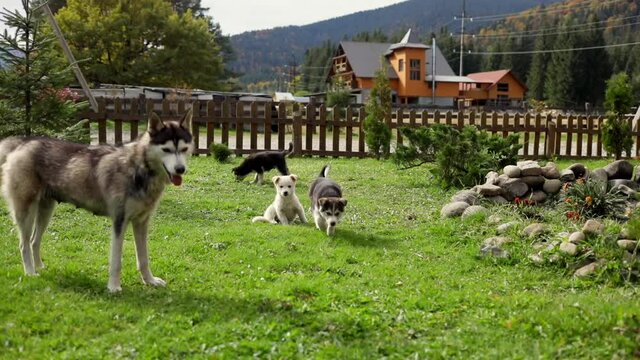 Beautiful Husky dog with little puppies enjoying sunny day outside in the mountain areas. Animals protection concept. Human best friend.