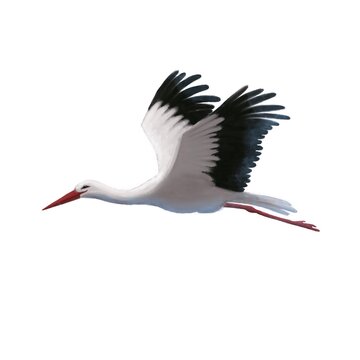 flying stork watercolor style illustration, animal clipart