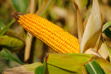 ears of corn and green leaves on a field background close-up. farm, A selective focus picture of corn cob in organic corn field. concept of good harvest, agricultural, yellow corn kernels