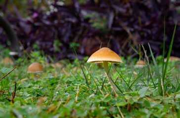 Selective focus mushroom wallpaper. Mushroom among plants on forest floor.  Fantasy Mushrooms Wallpaper.