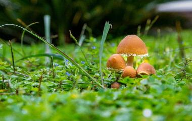 Mushrooms wallpaper. Mushrooms among plants on forest floor. Selective Focus. Fantasy Mushrooms Wallpaper.