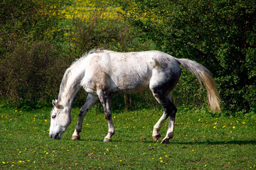 Obraz na płótnie Canvas Reitpferde auf einer Wiese. Hilders, Hessen, Deutschland, Europa -- Riding horses in a meadow. Hilders, Hessen, Germany, Europe