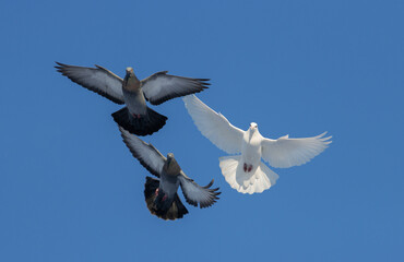 pigeons fly beautifully on the blue sky