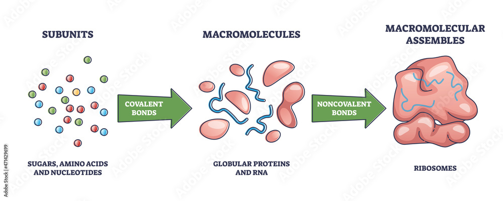 Poster macromolecules formation from subunits to ribosomes as macromolecular assembles outline diagram. lab