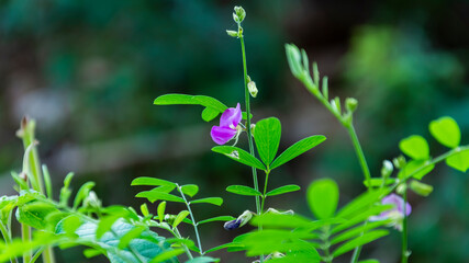 Amazing image of Tephrosia purpurea plant (kolunji) flower in india