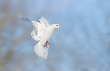 white dove flies quickly with wings spread