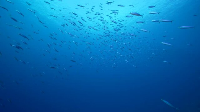 Seascape with School of Boga Fish in the coral reef of the Caribbean Sea, Curacao