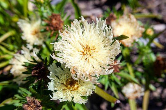Stokesia Laevis 'Mary Gregory' a summer autumn fall flowering plant with a cream yellow summertime flower commonly known as Stoke's Aster, stock photo image
