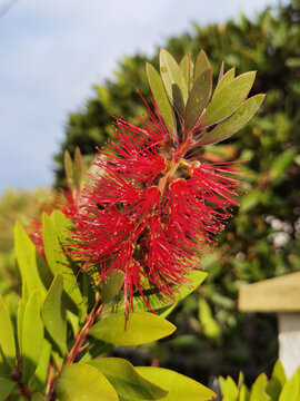 Callistemon citrinus tamb&eacute;m conhecido como: Escova de Garrafas, Callistemon, Lava Garrafas, Escova Carmesim