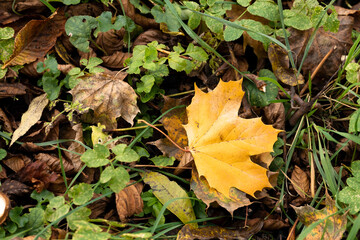 Gelbe Herbstblätter liegen zwischen trockenem Laub und grünen Pflanzen. Herbstzeit