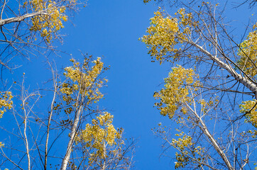 Young forest along the river Danube in the autumn part of the year.