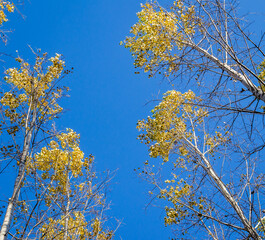 Young forest along the river Danube in the autumn part of the year.