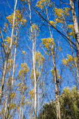 Young forest along the river Danube in the autumn part of the year.