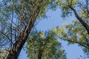 Fototapeta premium Young forest along the river Danube in the autumn part of the year.