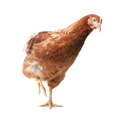 Beautiful chicken on white background. Domestic animal