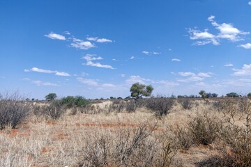 Landschaft in der Kalahari