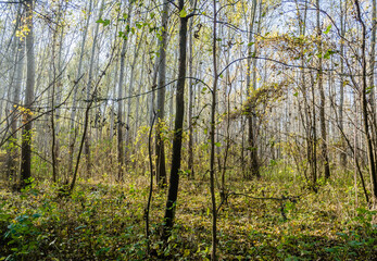 Young forest along the river Danube in the autumn part of the year.
