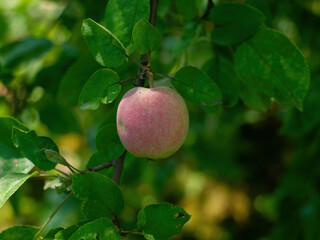 unripe apple on a branch