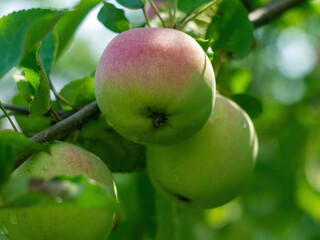 unripe apple on a branch