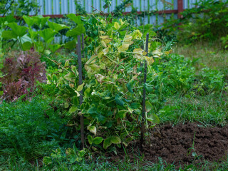 bed with peas in the garden