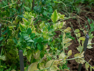 bed with peas in the garden