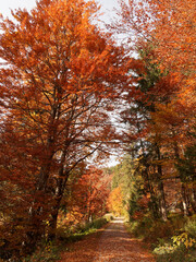 Bucolic and romantic landscapes of Black-Forest in reddish fall colors. Copper foliage of fagus sylvatica or common beeches trees