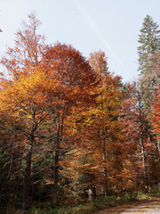 Fototapeta premium Bucolic and romantic landscapes of the Black Forest (Germany) with varieties of common beech or fagus sylvatica with magnificent foliage in autumn colors