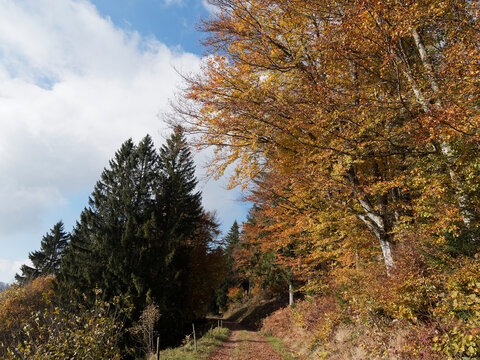 Bucolic and romantic landscapes of Black-Forest in reddish fall colors. Copper foliage of fagus sylvatica or common beeches trees between green white firs
