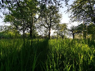 grassland with several trees at the countryside of Germany 