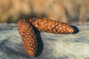 Two cones on a stump in the fall