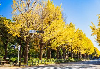 横浜　秋　山下公園のイチョウ並木