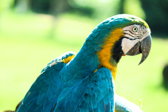Close-up Of Blue Macaw Perching On Wood Arara