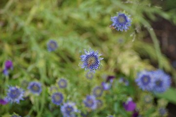 flowers of the perennial sandbell