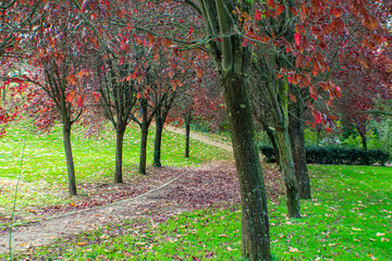 Fototapeta na wymiar walk in the park with violet-leafed trees