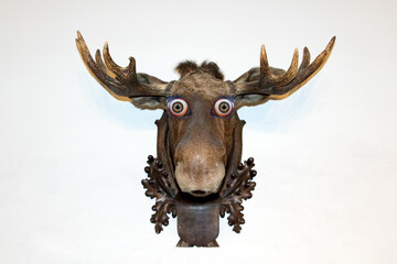 The moose with a large wide eyes hangs like a trophy on the wall