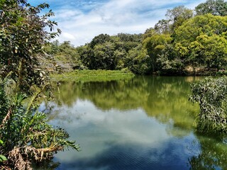 Pond in the Point-a-Pierre Wildfowl Trust in Trinidad