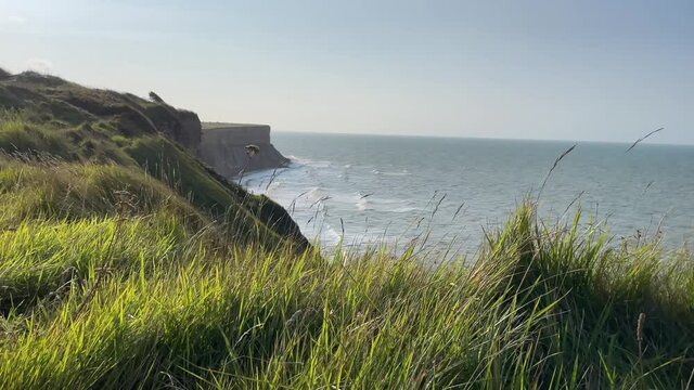 Close view of gras in the wind from Cap Manvieux during sunny day. Coastal cliffs at Normandie D Day Landing Beach and Mulberry Harbour, France.