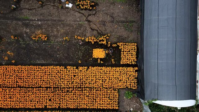 Aerial view of peasant collecting flowers in Xochimilco
