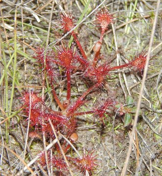 Pink sundew scientifically known as Drosera capillaris. These are carnivorous plants found only at the Aripo Savannas Scientific Reserve (ASSR) in Trinidad and Tobago.