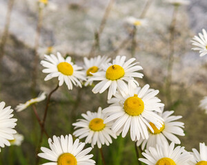 small daisies with fully blooming white flower heads and green stems on a background of gray stones