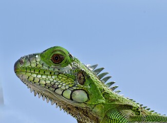 Fototapeta premium A green iguana in the wild in Trinidad, West Indies.
