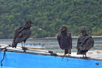 Corbeaux conversation- Three corbeaux standing on a fishing boat at the Maracas Bay, Trinidad.
